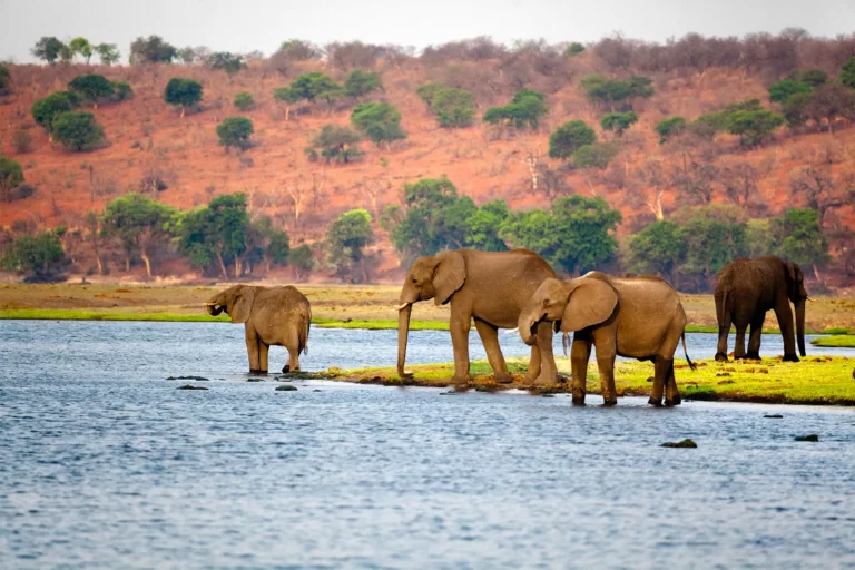 21 Amazing Things to Do in Botswana1