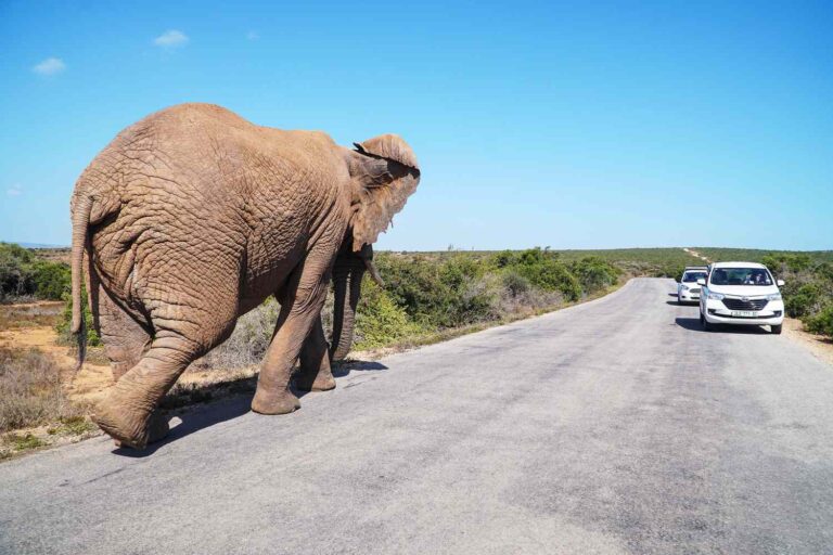 21 Amazing Things to Do in Botswana2