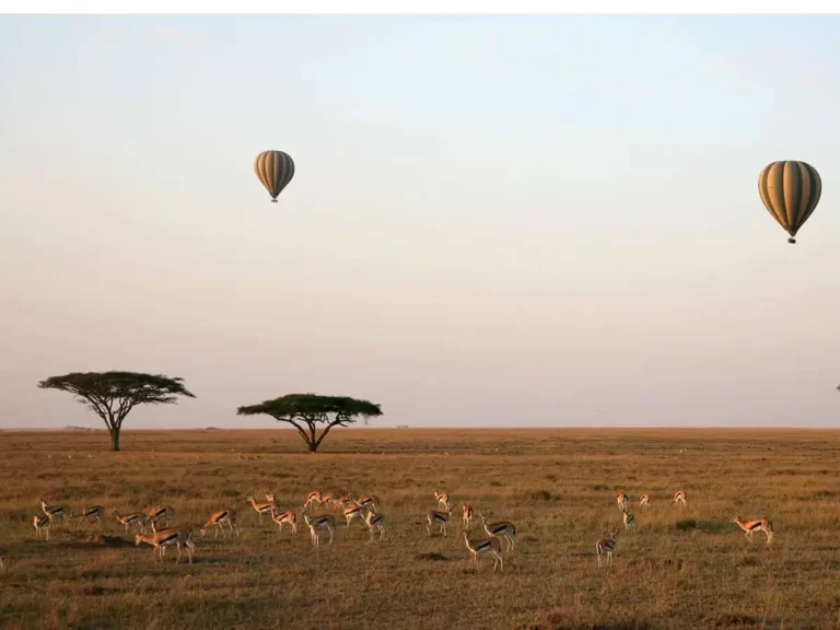 Balloon Safari5