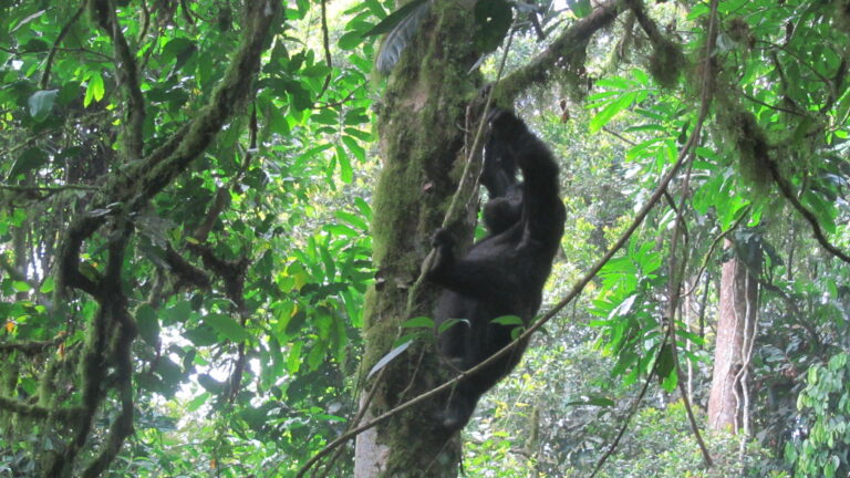 Dian Fossey Hike1