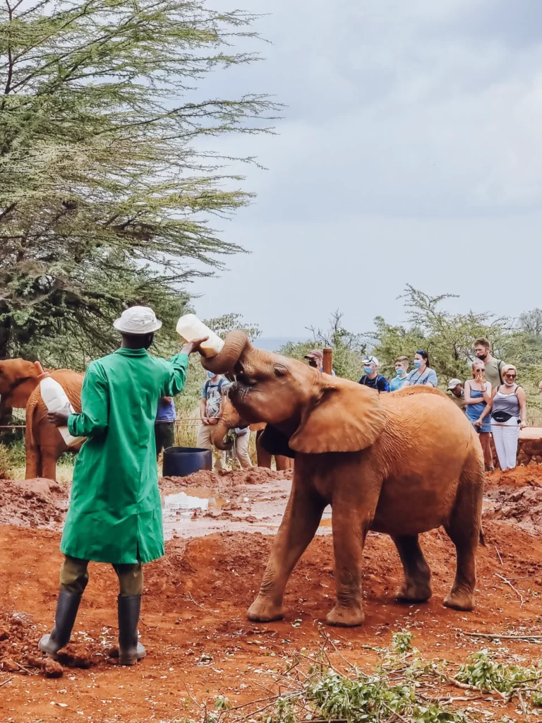 Giraffe Centre and David Sheldrick Elephant Orphanage Tour