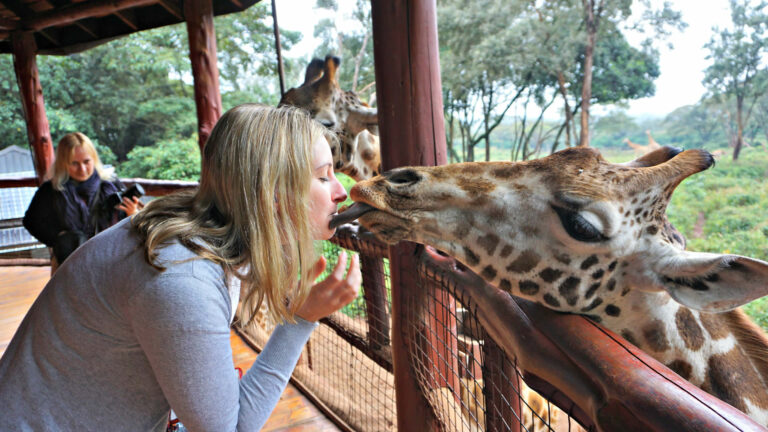 Giraffe Centre and David Sheldrick Elephant Orphanage Tour4