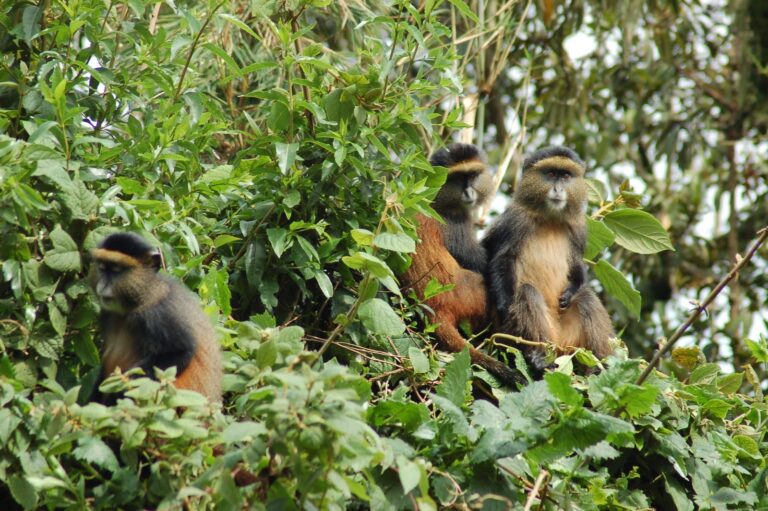 Golden Monkey Trekking