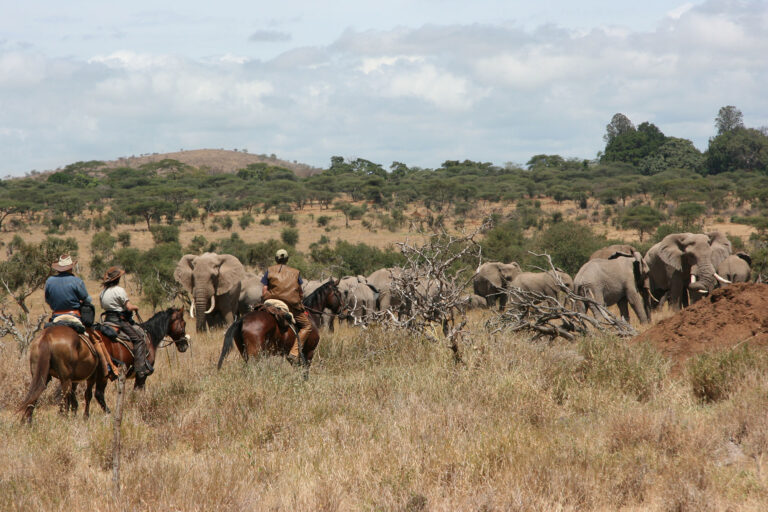 Horse Riding Safari5