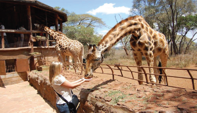 Karen Blixen Museum and Giraffe Center Tour – half Day3