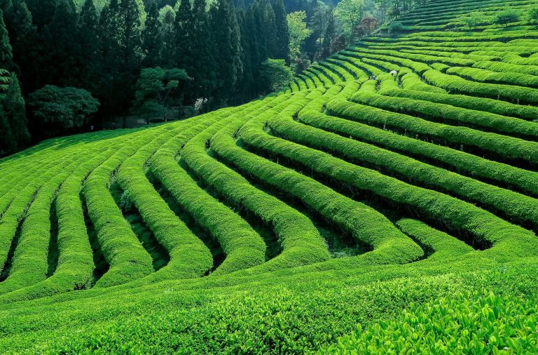 3-Days-best-of-kericho-safari